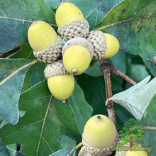 Morse Hybrid White Oak - Morse Nursery