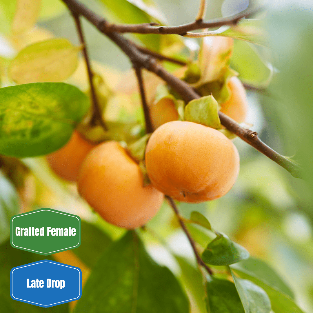 grafted female persimmon tree, hunting tree