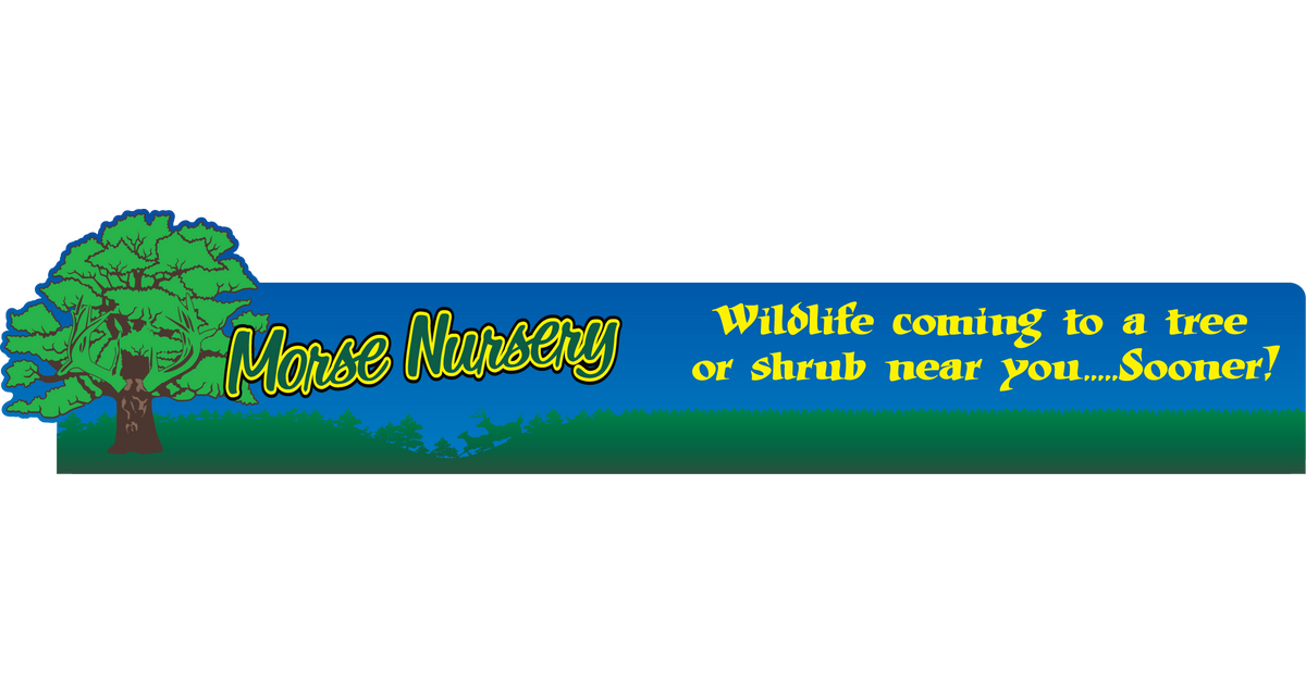 Wildlife Food Plot Trees, Bushes, and Shrubs By Morse Tree Nursery