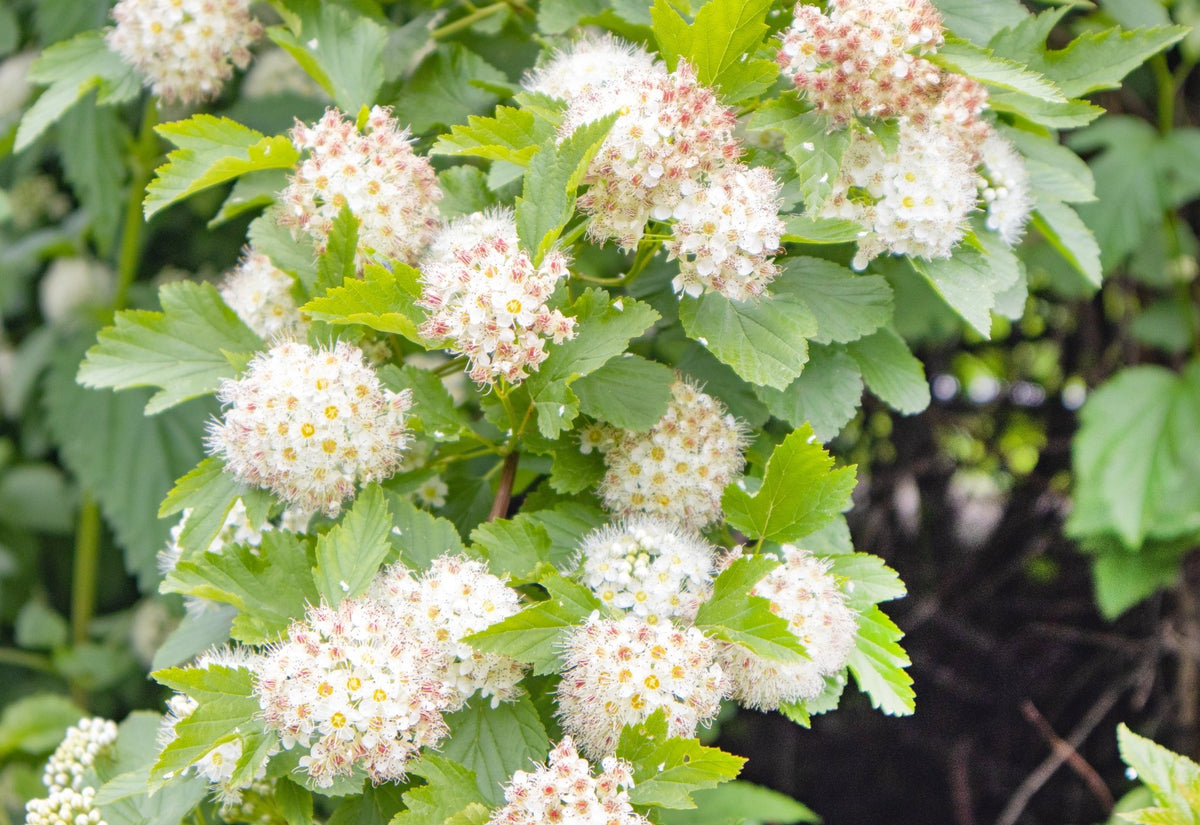 Ninebark – Morse Nursery