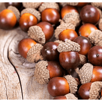 Close up of oak acorns on a tree stump