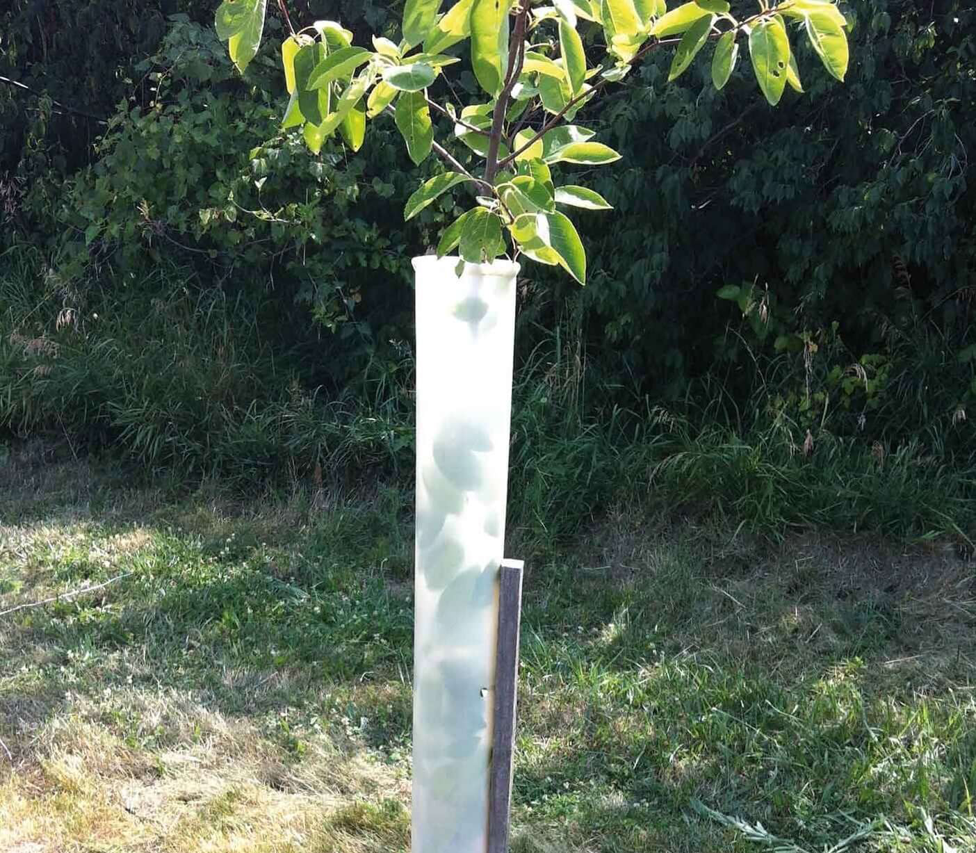 Tree pro tree tube with large tree coming out. 
