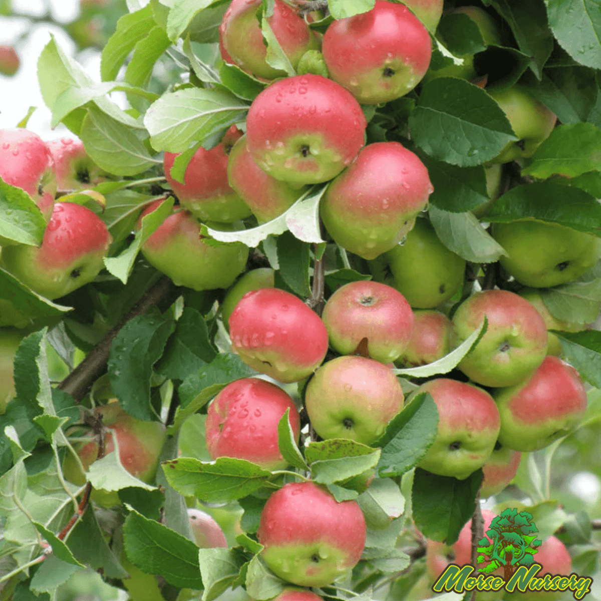Pink Lady Apple – Morse Nursery