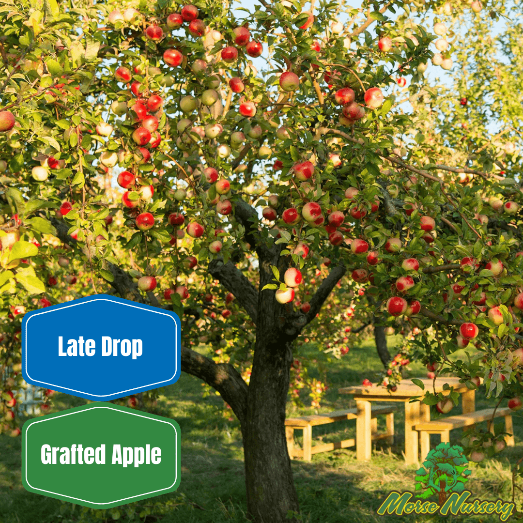 Pink Lady Apple - Morse Nursery