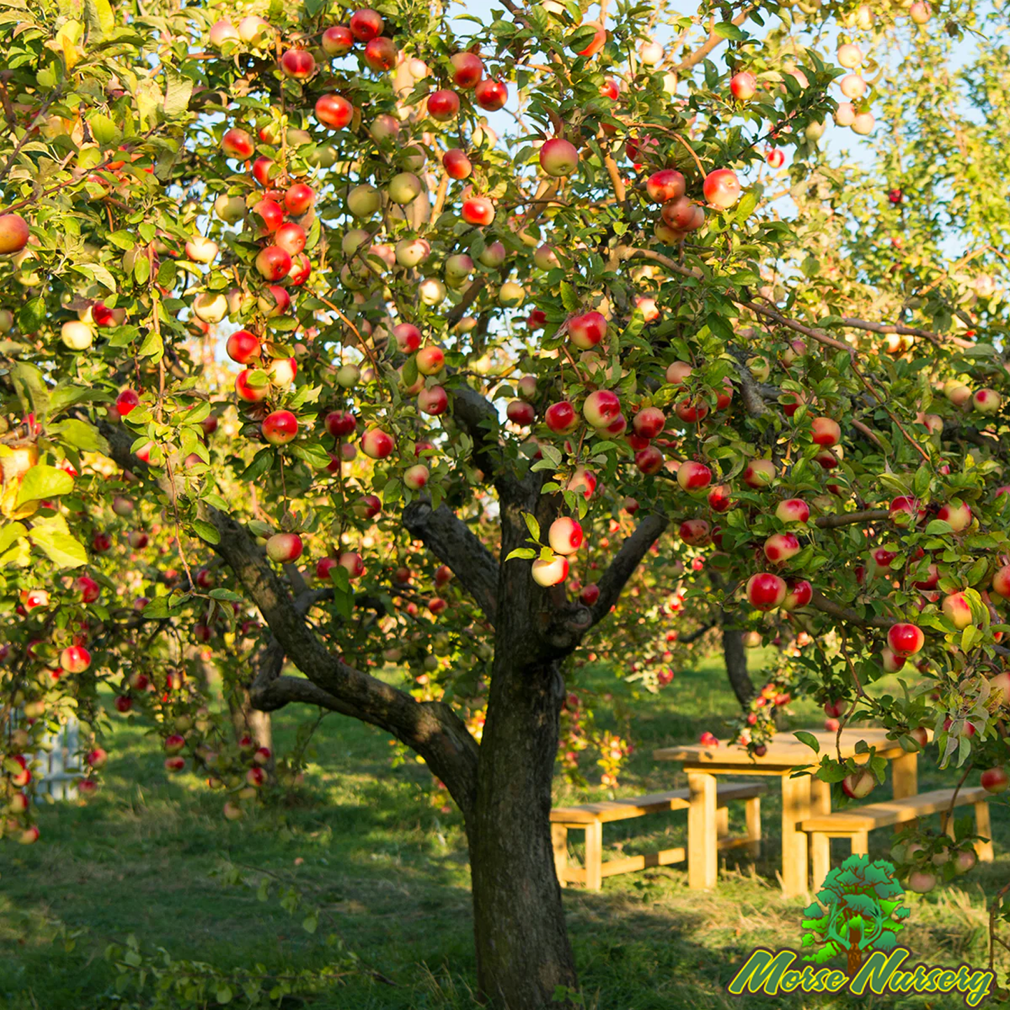 Pink Lady Apple