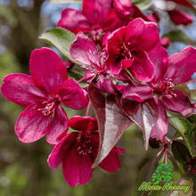 Prairie Fire Crabapple - Morse Nursery