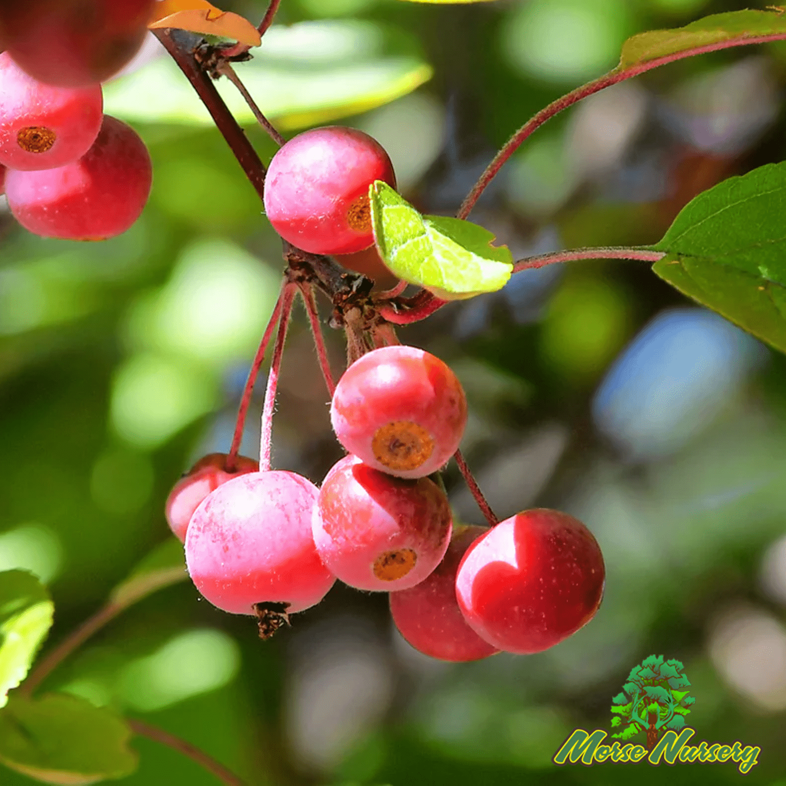 Prairie Fire Crabapple - Morse Nursery