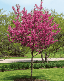 Prairie Fire Crabapple - Morse Nursery