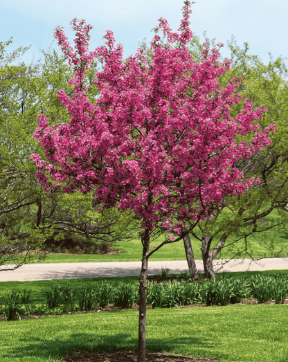 Prairie Fire Crabapple - Morse Nursery