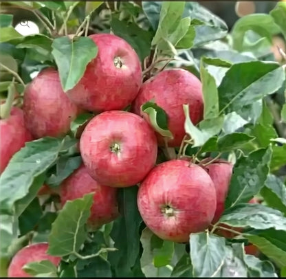 Apple Orchard Bundle |18" - 36"| 10 Trees + Kits