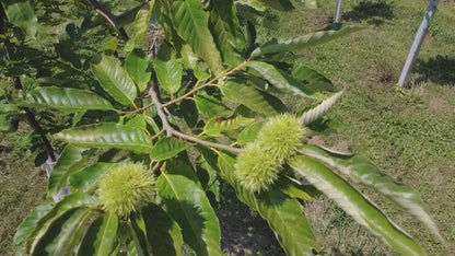 Chestnut Orchard Bundle - 100 Trees + Kits!