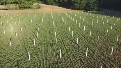Chestnut Timber Investment Bundle - 25 Trees + Kits!