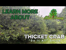 Thicket Crab