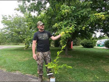 Layeroka Hybrid Chestnut