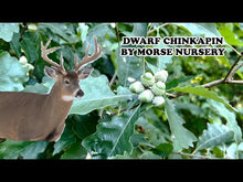 Dwarf Chinkapin Oak