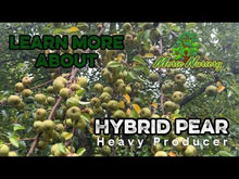 Hybrid Pear