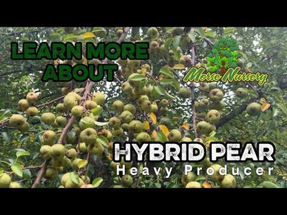 Hybrid Pear