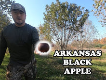 Arkansas Black Apple