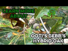 Ooti Bebb's Hybrid Oak