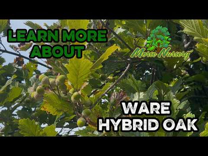 Ware Hybrid Oak