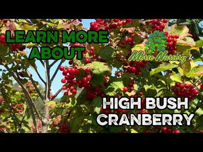 Highbush Cranberry