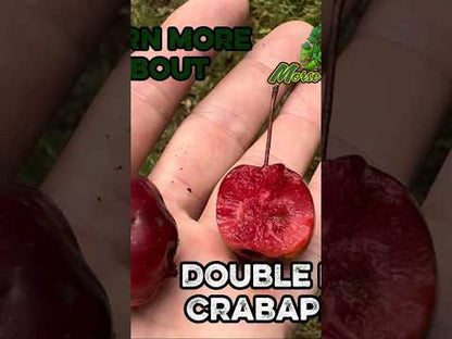 Double Red Crabapple
