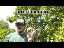 Kieffer Pear Tree