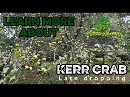 Kerr Crabapple