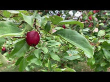 Nova Scotia Crabapple