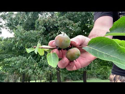 Morse Persimmon - Grafted Female | Late Drop