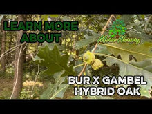 Bur x Gambel Hybrid Oak