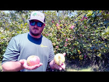 Wolf River Apple