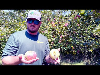 Wolf River Apple