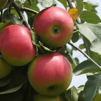 Rust Resistant Apple Bundle |18" - 36"| 10 Trees + Kits - Morse Nursery
