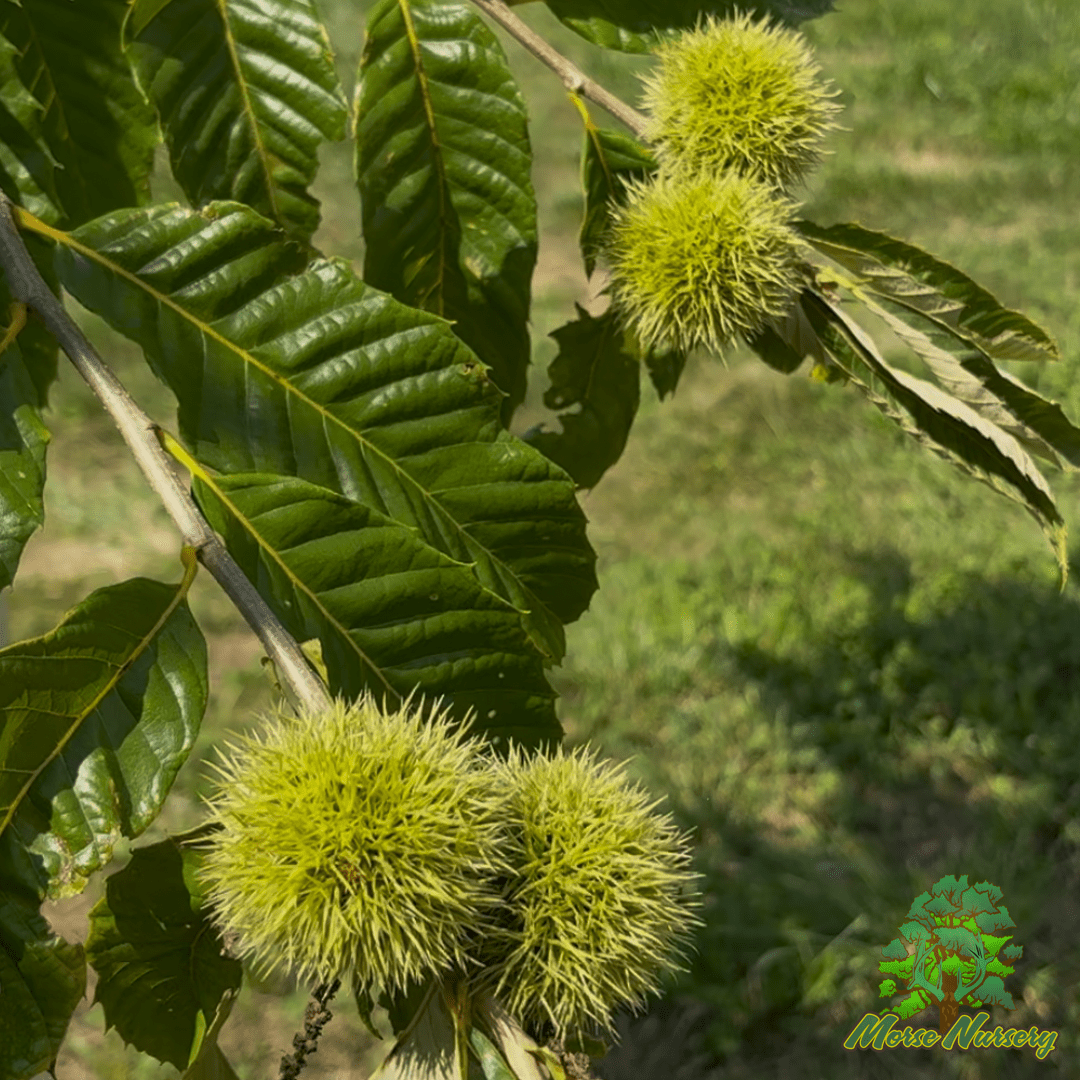 Hybrid Chestnut tree for Deer