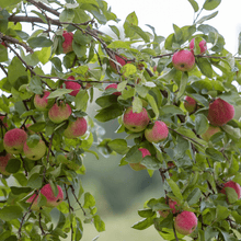 Stayman Apple | Oct - Nov - Morse Nursery