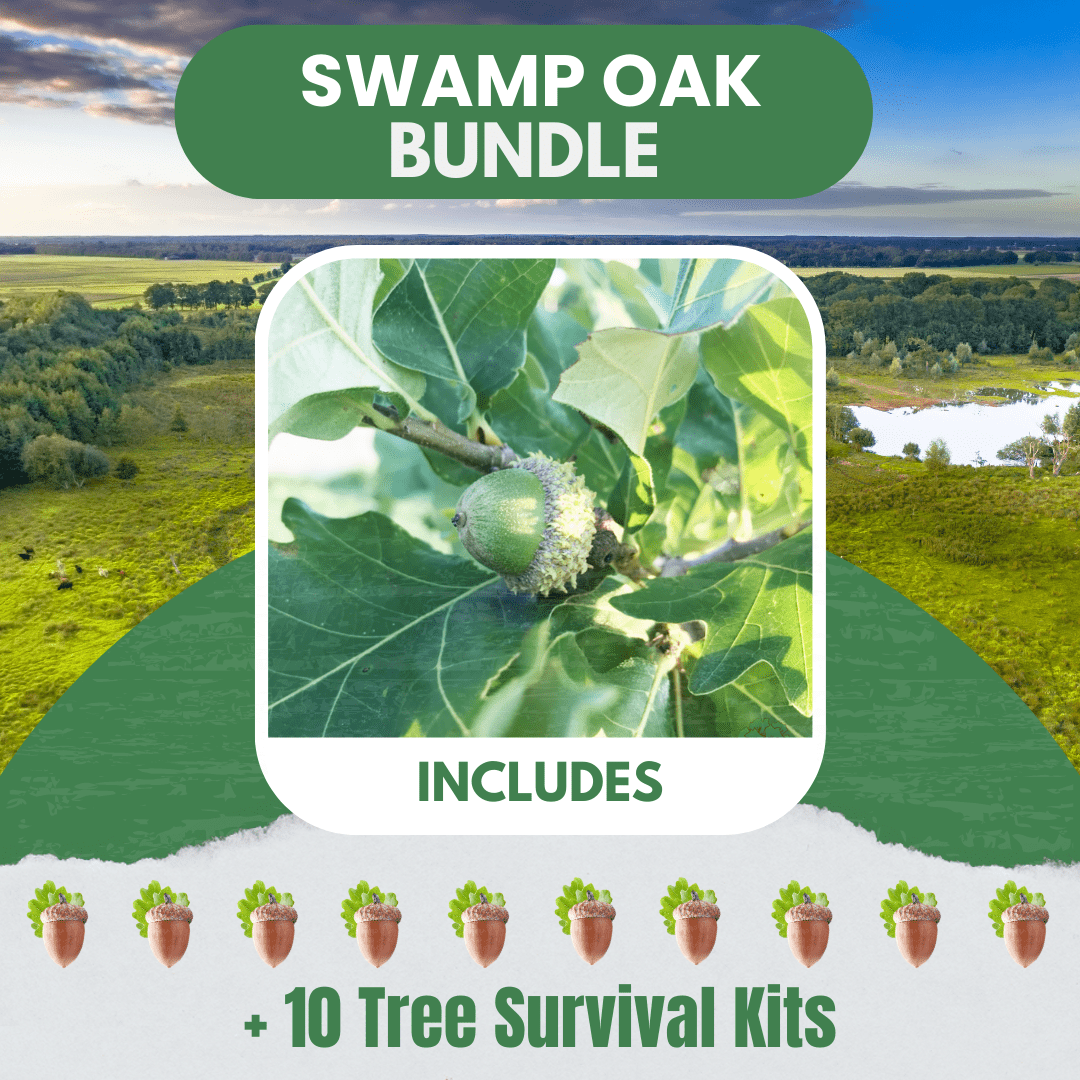 Swamp Oak Bundle |18" - 36"| 10 Trees + Kits! - Morse Nursery