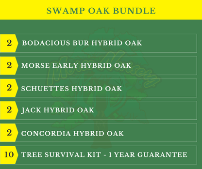 Swamp Oak Bundle |18" - 36"| 10 Trees + Kits! - Morse Nursery