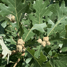 Swamp Oak Bundle |36" - 60"| 10 Trees +  Kits - Morse Nursery
