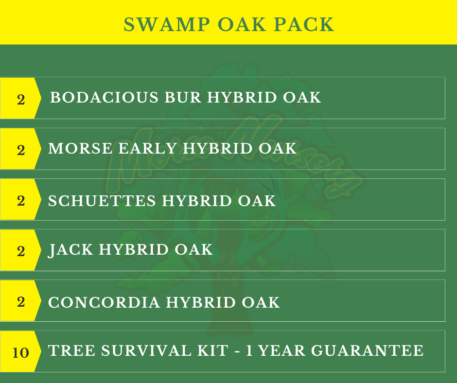 Swamp Oak Pack - 10 Trees + Kits!