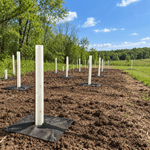 Tree Survival Kit - 1 Year Tree Guarantee - Morse Nursery