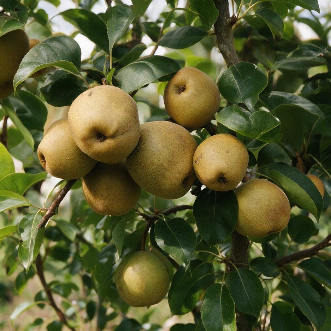 Turnbull Pear - Morse Nursery