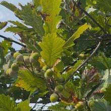 Ware Hybrid Oak - Morse Nursery