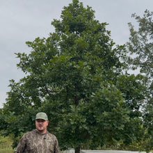 Ware Hybrid Oak - Morse Nursery