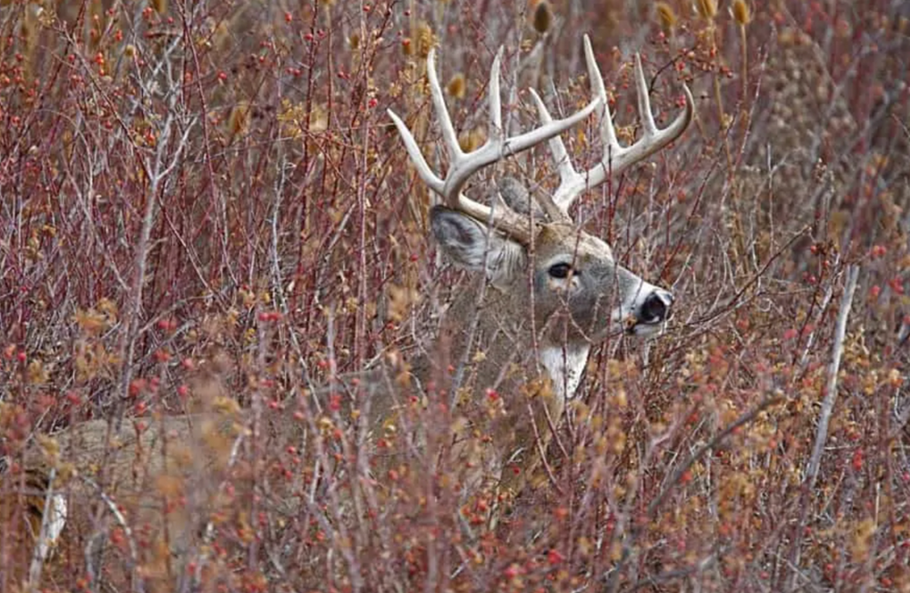 Whitetail Buck walking through a thicket and cover