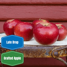 Winesap Apple - Morse Nursery