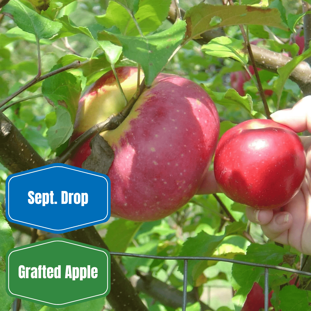 Wolf River Apple - Morse Nursery