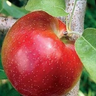 Our Liberty Apply Tree is another disease resistant variety that is very productive. Red apple ripens in late September but this apple hangs onto its apples and drops them over about a month-long duration. Sometimes we see liberty apples in our trees with snow on them. I use this tree both as a mid ripening or late ripening variety.