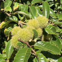 The Timber American Hybrid Chestnut Tree is a hybrid chestnut tree that is a blend of the American Chestnut and Chinese chestnut varieties making it blight resistant. This hybrid tree is ideal for timber production. Its hardy, drought-tolerant traits make it a great choice for many climates. 