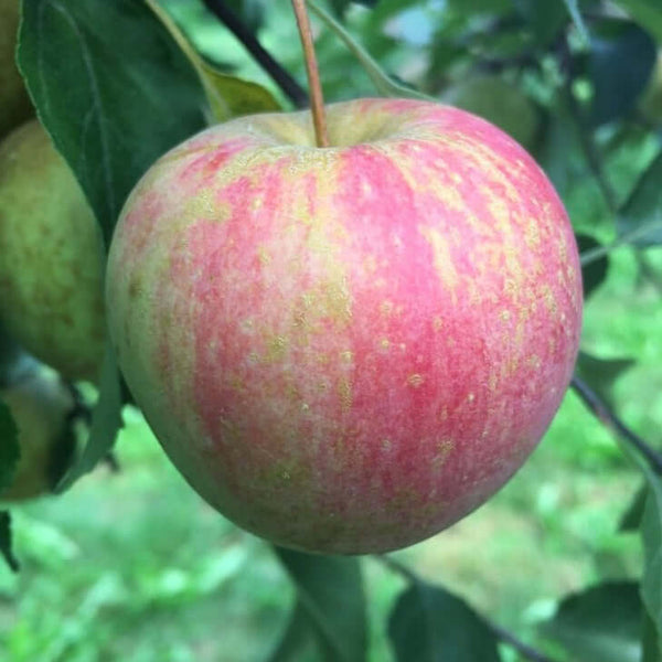 Morse Wildlife Apple